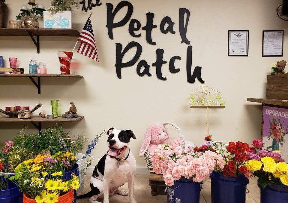 The Petal Patch: Where Flowers Feel Like Home